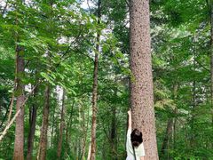 -五营红松林海景区