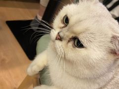 -MOYOYO猫咪咖啡店