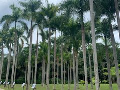 -西双版纳原始森林公园