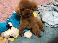 -美联众合动物医院(·中兽医·疑难杂症·严家桥分院)