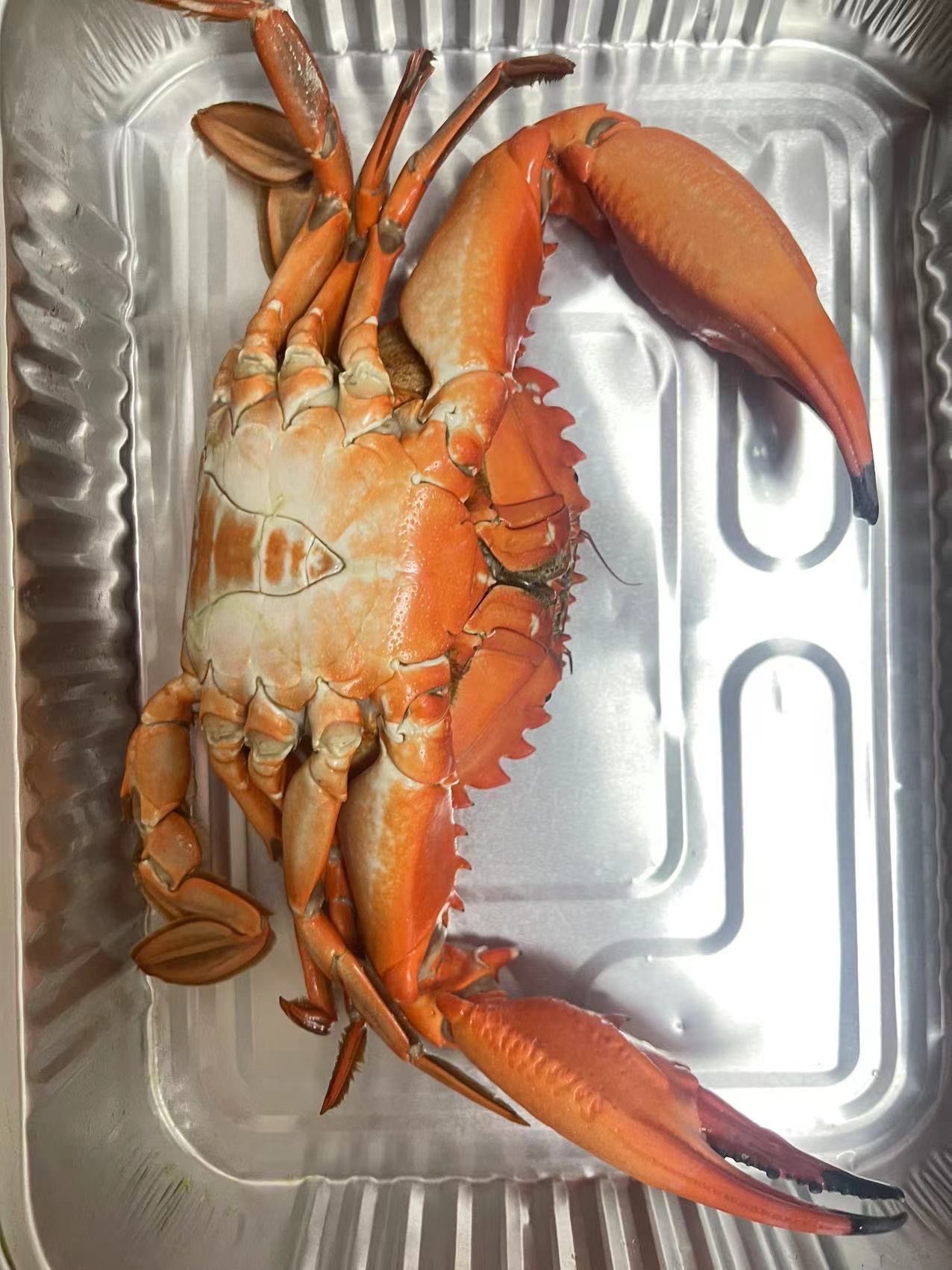 从丹东买的赤甲红