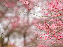 -新建村梅花