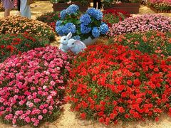 -上海鲜花港