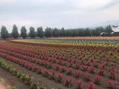 -富田农场