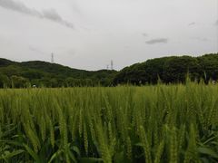 -八卦田遗址公园