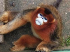 -西霞口神雕山野生动物世界