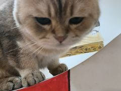 -柴迷FANS CLUB·柴犬狗咖·猫咖