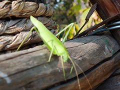 -永定河休闲森林公园