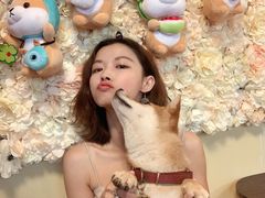 -柴犬高等学院·狗咖·柴犬售卖·宠物训练