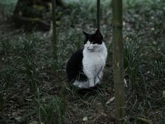 -成都杜甫草堂博物馆
