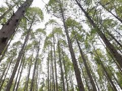 -黄海国家森林公园