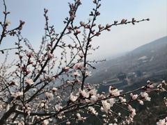-北京凤凰岭