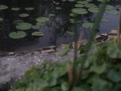 -活水公园