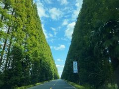 -黄海国家森林公园