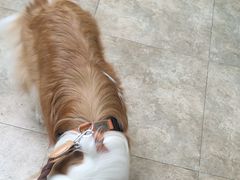 -美联众合动物医院·24h转诊中心