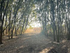 -广富林郊野公园