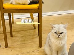 -Let's go狗咖·猫咖·奶狗·桌游(春熙路IFS店)