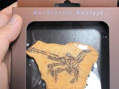 -辽宁古生物博物馆