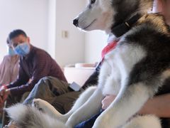 -Husky Go! 哈士奇体验馆·宠物咖啡厅狗咖