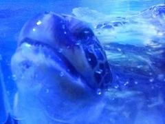 -烟台海昌鲸鲨海洋公园