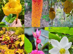 -中国科学院西双版纳热带植物园