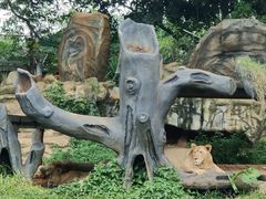 -海南热带野生动植物园