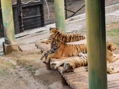 -深圳野生动物园