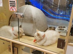 -屋虎猫馆(宝安大仟里店)
