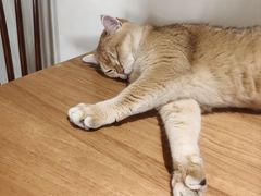 -有猫主题·治愈系猫咖(曾厝垵店)