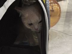 -安安宠医宠物医院·异宠·犬猫内科(岳阳分院)