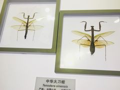 -上海昆虫博物馆
