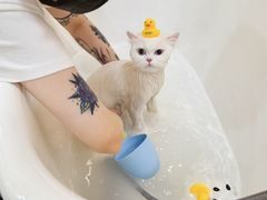 -momokira米努特·德文卷毛猫·棉花面纱犬