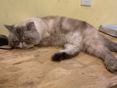 -猫色咖啡·猫咖