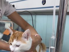 -达爱动物医院·犬猫分区·CT·复杂眼科(远洋山水分院)