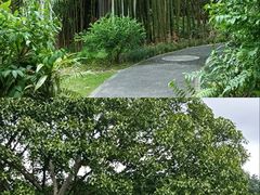 -深圳仙湖植物园