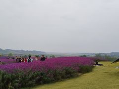 -空港花田景区