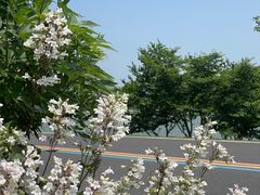 -羊山湖公园