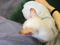 -团子家猫咪猫咖馆·柯基·柯尔鸭