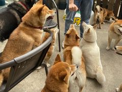 -柴犬高等学院·狗咖·柴犬售卖·宠物训练