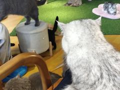 -三花喵·撸猫购宠·宠物生活馆(虹桥南丰城店)