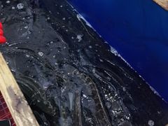 -活鱼馆(宜兴埠店)