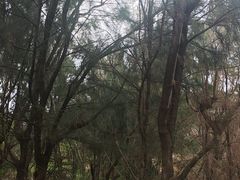 -湄洲岛