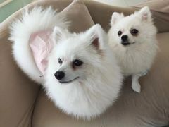 -怪兽屋·羊驼·猫咖·狗咖(俊华广场店)