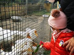 -前小桔亲子创意农场·草莓采摘·露营烧烤