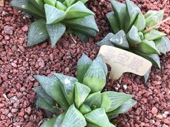 -南通洲际绿博园