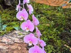 -国家植物园南园