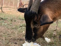 -安德鲁户外烧烤帐篷营地(马泉营店)