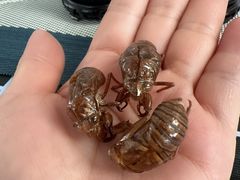 -利星行天竺之星汽车有限公司