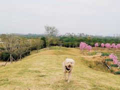 -武汉紫薇都市田园