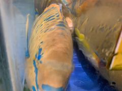 -三亚火车头万人海鲜广场